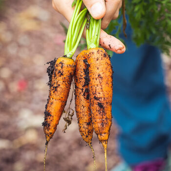 vegetal-engage-carottes