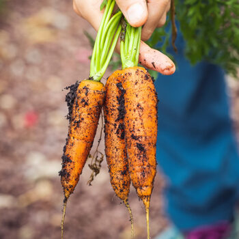 vegetal-engage-carottes vegetal-engage-carottes